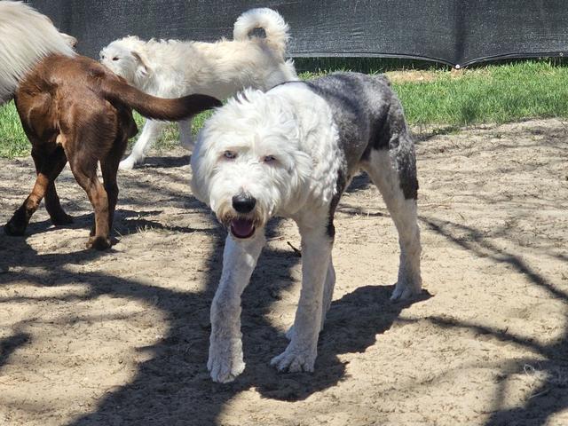 White dog playing with friends