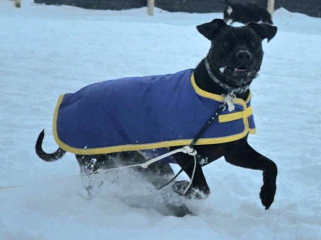 Black dog in a blue coat running in the snow