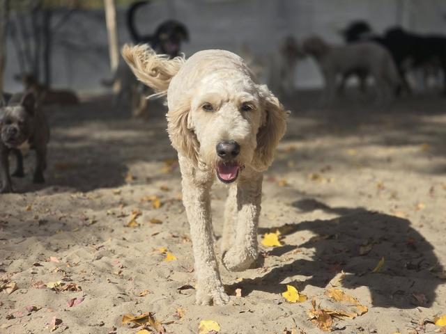 Yellow Lab walking in the sunny yard