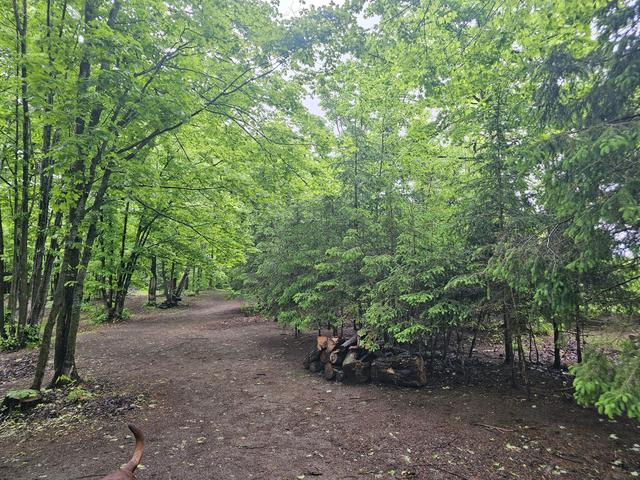 Forest trail on the property