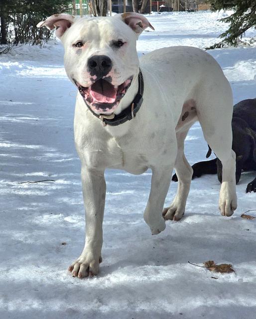 White pit bull mix smiling in the snow