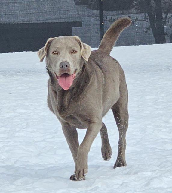 Silver Lab walking in the snow