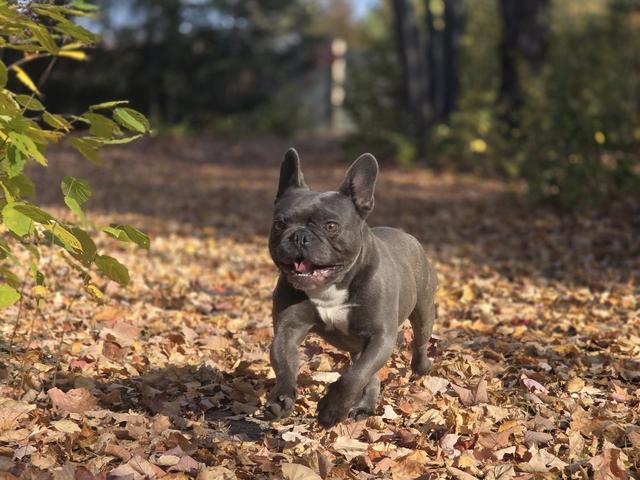 French bulldog in the autumn leaves