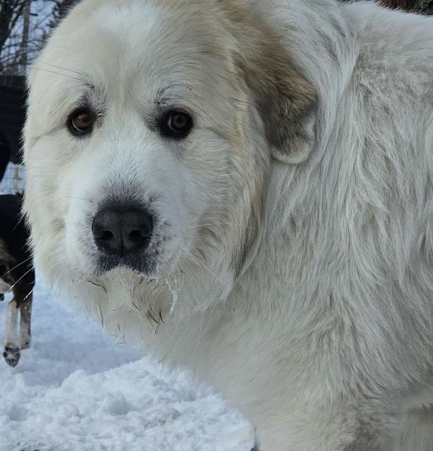 Great Pyrenees close-up