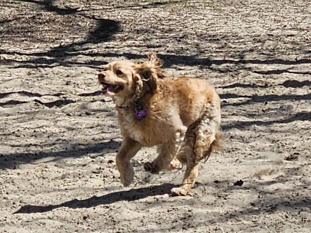 Small tan dog trotting in the yard