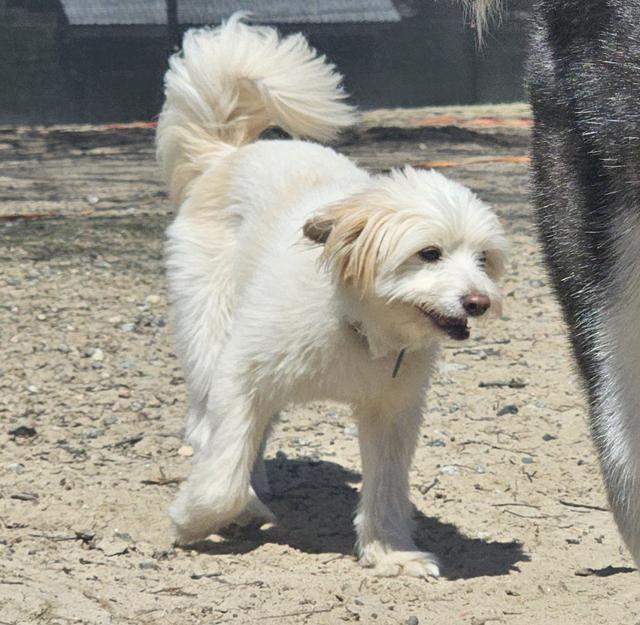 Fluffy cream dog in the yard
