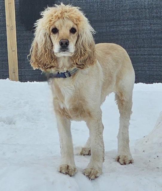Cocker spaniel standing in the snow