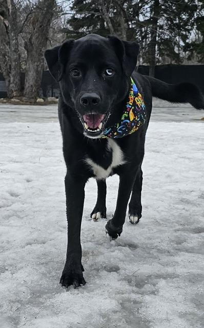 Black Lab walking in the snow