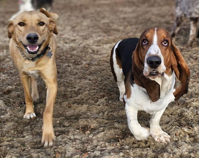Two dogs relaxing together in the yard