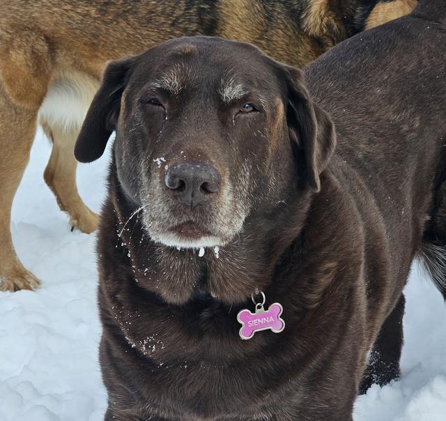 Chocolate Lab close-up in the snow