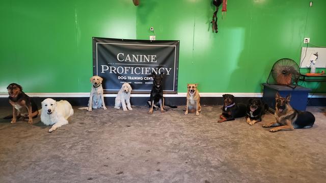 Dogs posing together for a group photo indoors