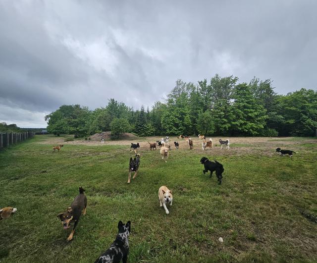Dogs spread out across the open field
