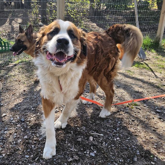 Saint Bernard mix on a leash in the yard