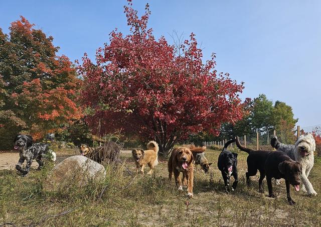 Dogs playing in the field under autumn colours