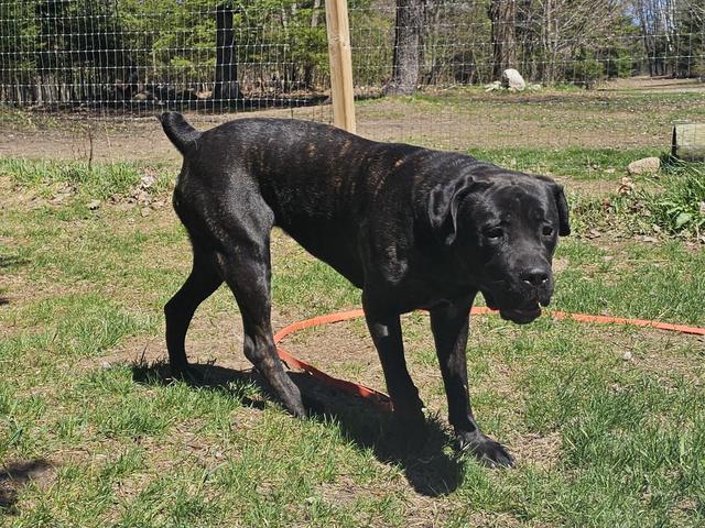 Black Lab in the grassy yard