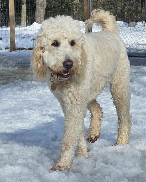 Cream doodle walking in the snow