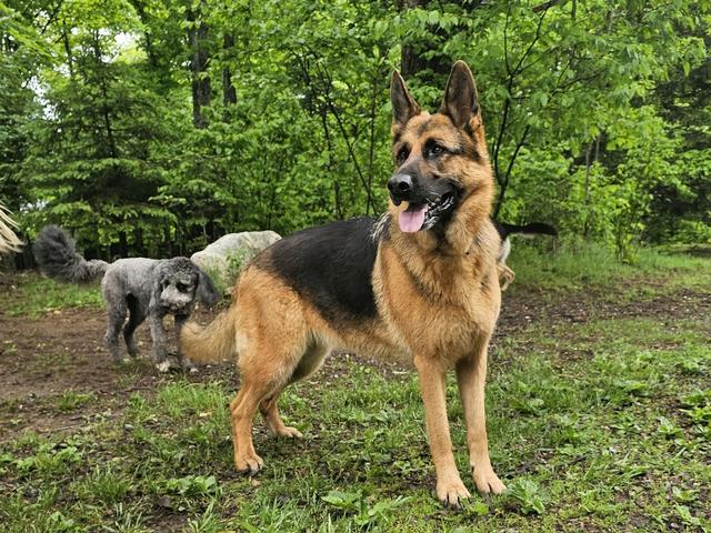 German shepherd in the grassy yard