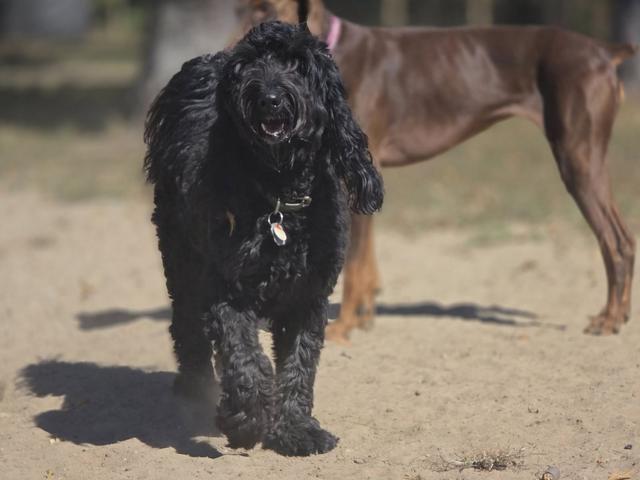Black fluffy dog in the yard
