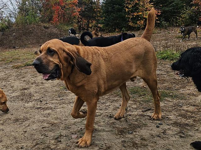 Bloodhound mix in the autumn yard