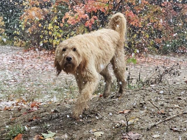 Golden doodle in the autumn yard