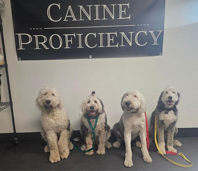 Doodles sitting in front of the Canine Proficiency sign
