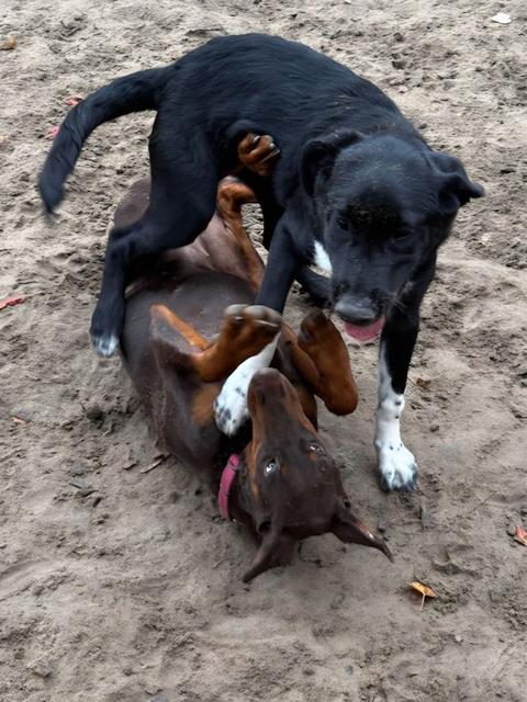 Two dogs wrestling in the sand