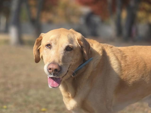 Golden retriever close-up