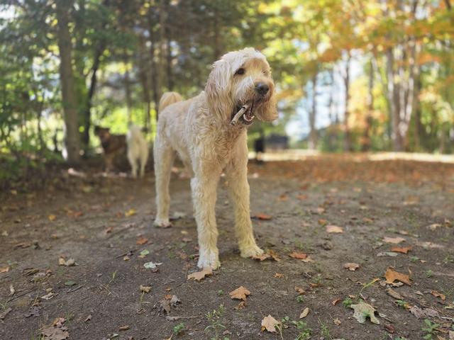 Wheaten doodle in the autumn yard