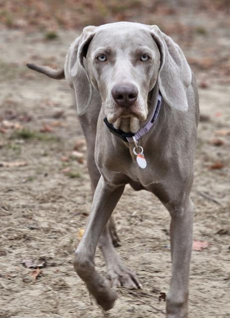 Weimaraner walking in the yard