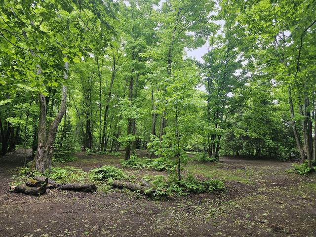 Wooded area on the property