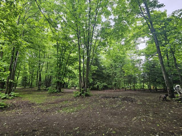 Trees along the forest trail