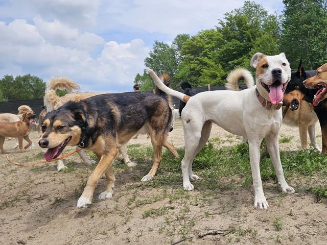 Dogs playing in the grassy yard