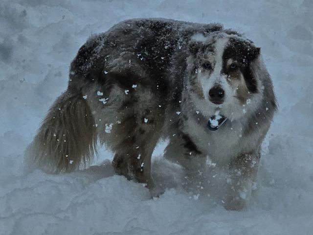 Australian shepherds playing in the snow
