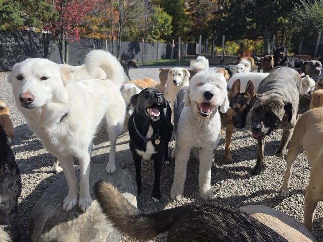 Group of dogs gathered in the yard