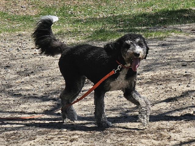 Black dog on a leash in the yard