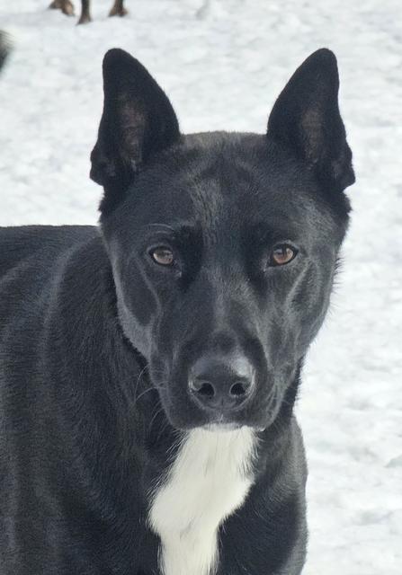 Black dog close-up