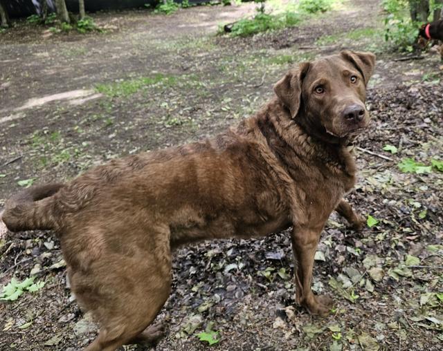 Brown dog digging in the yard
