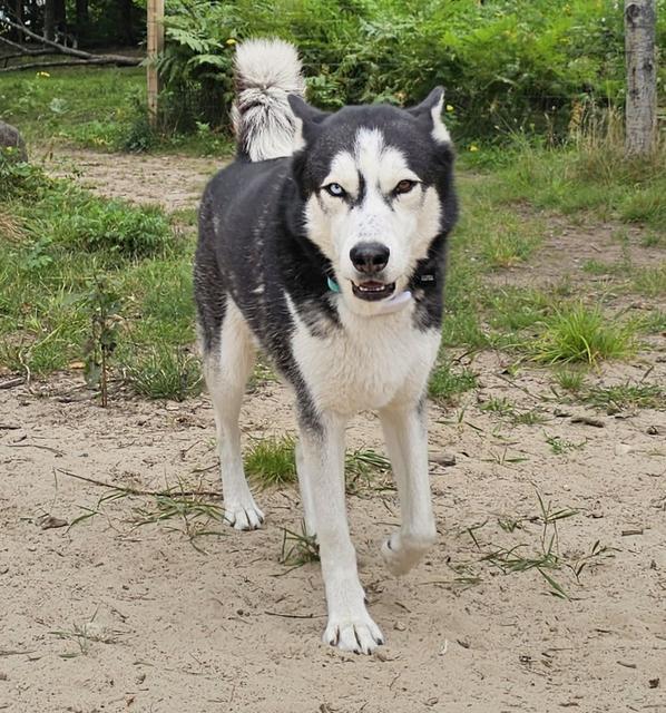 Husky walking in the yard