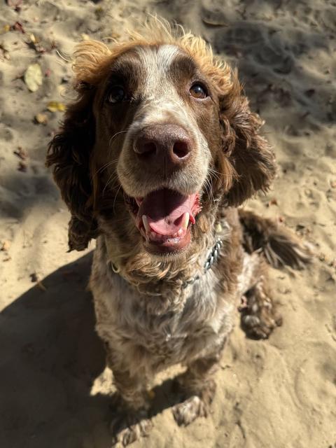 Spaniel close-up in the sun
