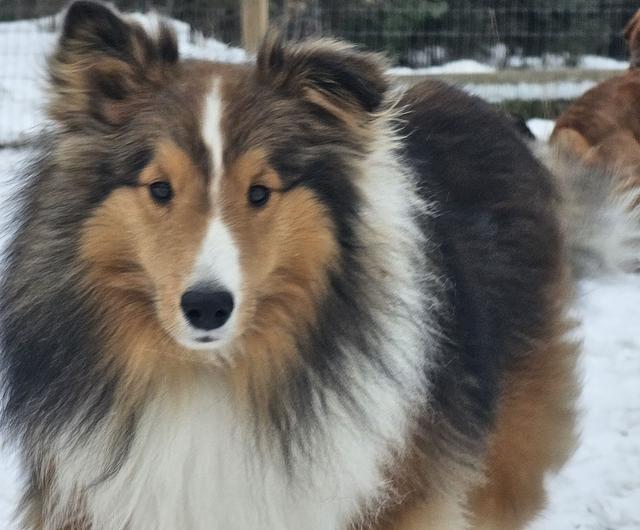 Sheltie close-up in the snow