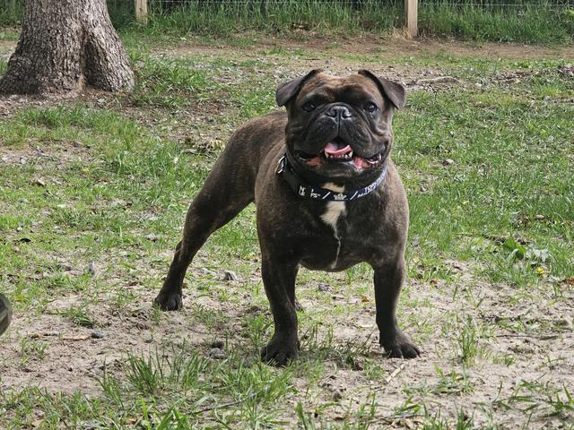 Brindle bulldog in the grass