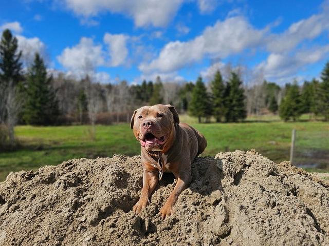 Dog standing on a dirt mound under a blue sky