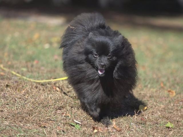 Black fluffy dog in the grass