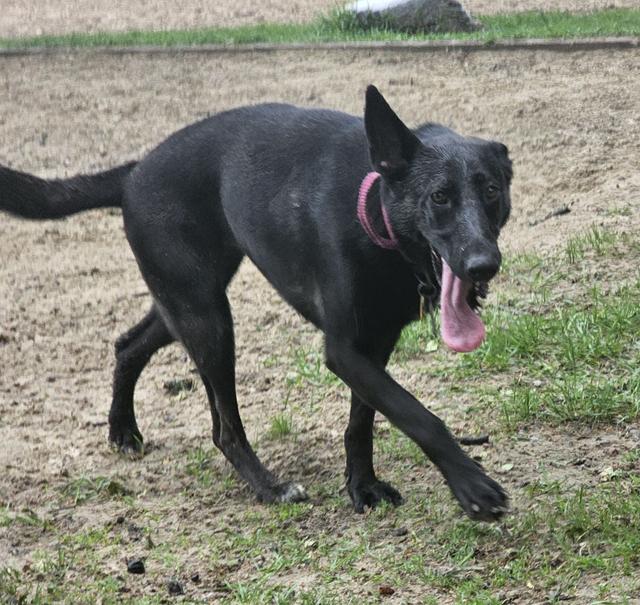 Black dog walking in the grass