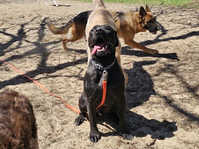 Black dog in a harness with the pack