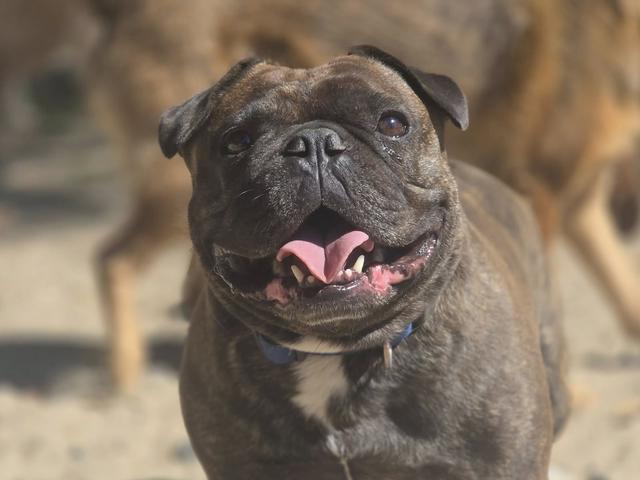 Bulldog close-up