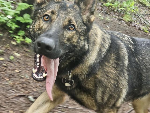 Shepherd mix close-up