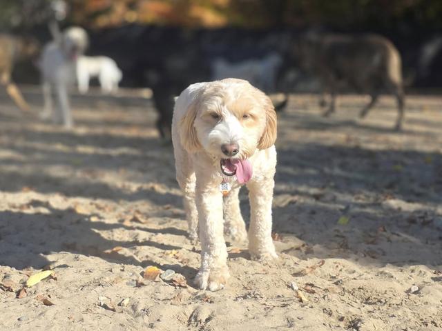 Small cream dog in the yard