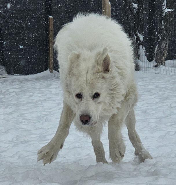 White shepherd in the snow