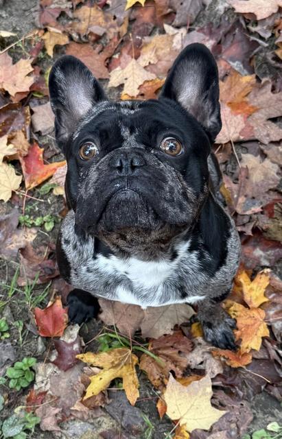French bulldog in the autumn leaves